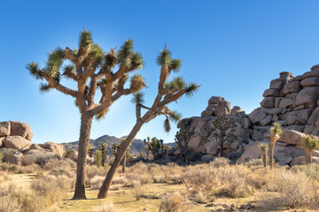 Joshua trees and mountains desert landscape
