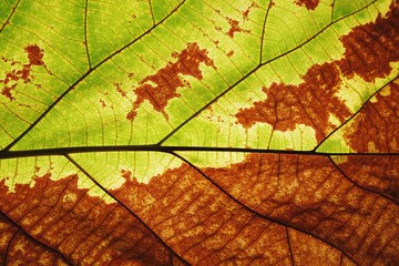 Obraz premium Rich half green half brown leaf texture see through symmetry vein structure, natural texture concept