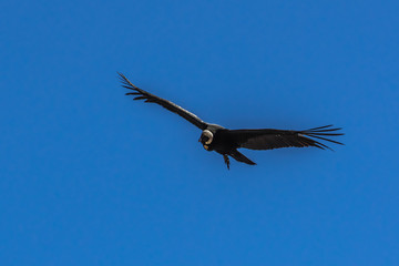 Flight Condor over the slopes of the Andes