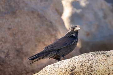 Small raven is vigilant in Joshua Tree National Park