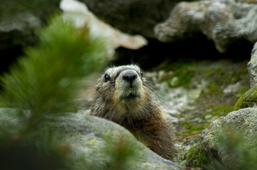 Marmot 2