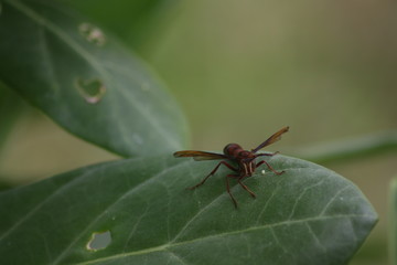 bee on a leaf