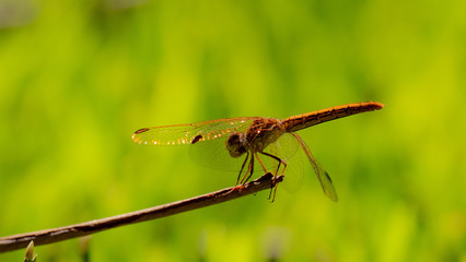Dragon Fly Resting