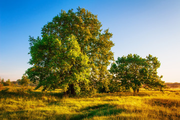 Fototapeta premium Spring nature in morning