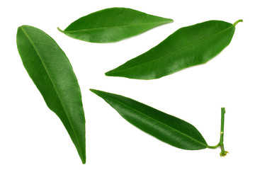 Obraz premium citrus leaves isolated on white background. top view. mandarin leaves. orange leaves