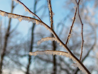 Branch of the tree covered with hoarfrost