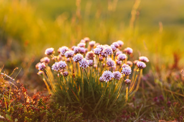 Bunch of small pink flowers in grass with golden sunlight in Iceland. Low angle close-up view with blurred background