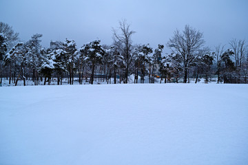 The view through the white snow on dark trees, dry.