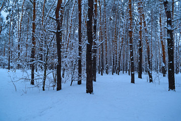 Beautiful snowy forest. Winter nature.