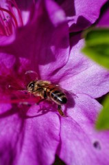 Bee flower macro