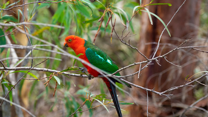 King Parrot