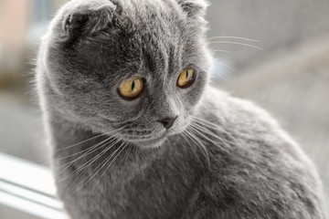 Cute funny cat near window