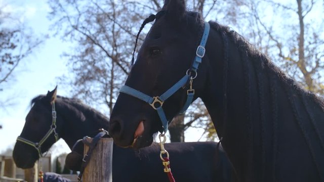 Black Friesian horse head 4K. Long shot of black horse head in focus tied up to halter.