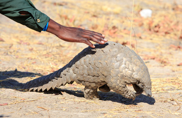 A critically endangered Pangolin is spotted by a very enthusiastic guide, who kneels on the Ground...