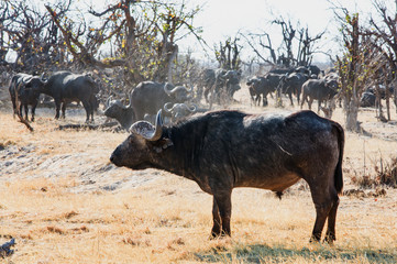 A large Bull Cape Buffalo standing on the dry african plains with a large herd in the background, Hwange National Park, Zimbabwe
