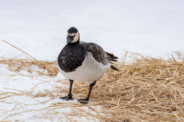 Wild Bird Barnacle Goose Branta Leucopsis in nature