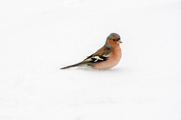 Common Chaffinch (Fringilla coelebs) in snow searching for food