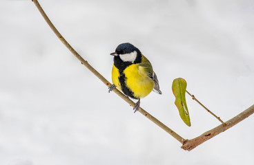 Cute  Great tit (Parus major) bird in yellow black color sitting on tree branch