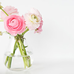 bouquet of pink ranunculus in glass vase isolated on white