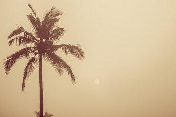 Fototapeta na wymiar Palm tree and sun 