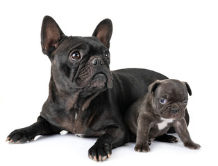 Fototapeta premium family french bulldog