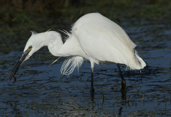 A Little Egret (Egretta garzetta) with a worm in its beak it has just caught and is about to eat.