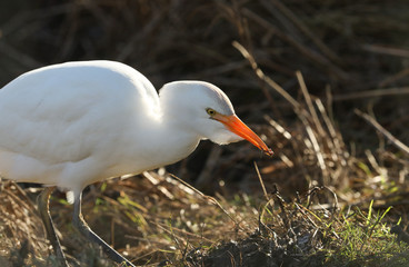 A beautiful Cattle Egret (Bubulcus ibis) eating an earthworm in a field where cows are grazing in the UK.
