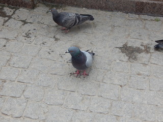 Obraz premium Two pigeons on a sidewalk