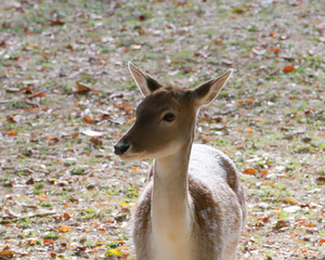 Une jeune daine