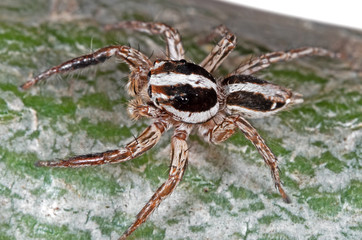 Fototapeta premium Macro Photo of Jumping Spider on Trunk of Little Plant