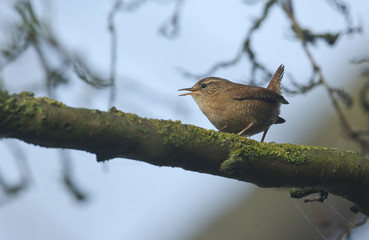 A cute Wren (Troglodytes troglodytes) perched on a branch in woodland singing.	