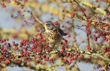 A stunning Fieldfare (Turdus pilaris) perching on a hawthorn tree eating the berries.	