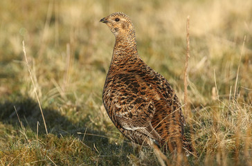 A beautiful rare female Black Grouse (Tetrao tetrix) standing in the moors in the UK.