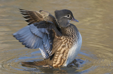 A wild female Mandarin duck (Aix galericulata) flapping its wings whilst swimming in a lake in the UK.