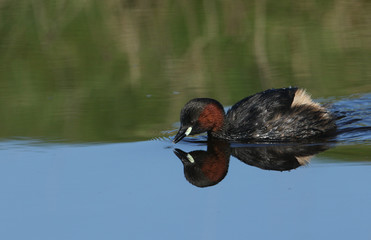 A cute Little Grebe (Tachybaptus ruficollis) swimming in a river.
