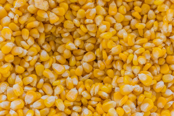 Bulk of yellow corn grains texture