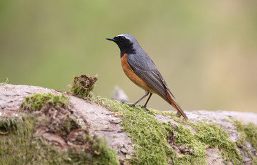 A beautiful male Redstart  (Phoenicurus phoenicurus) perched on a branch of an old oak tree.