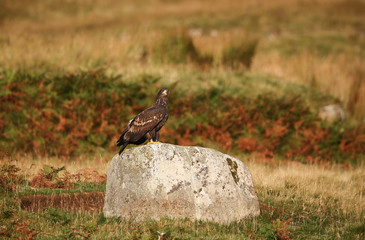 A magnificent rare Juvenile White-tailed Eagle (Haliaeetus albicilla) perched on a rock in the mountains of Scotland.