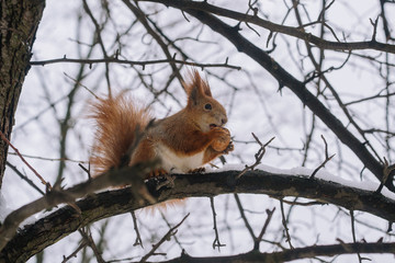 Squirrel on the tree branch. Sitting on the branch and eats nuts.