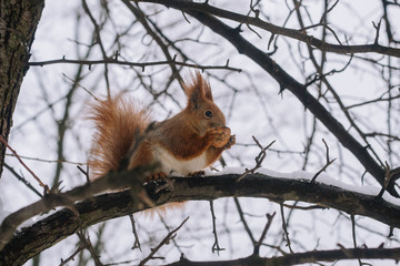 Squirrel on the tree branch. Sitting on the branch and eats nuts.