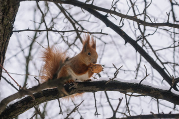 Naklejka na ściany i meble Squirrel on the tree branch. Sitting on the branch and eats nuts.