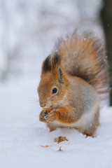 Close-up portrait young squirrel in the winter park.