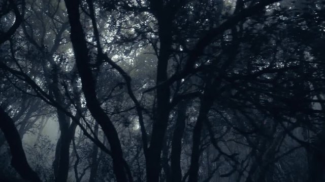 Foggy misty morning in a forest. Smoke from a forest fire. Trees shrouded in light fog gives a moody and spooky feeling. Mid wide view of trees partially hidden by fog.