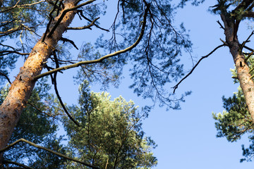 Fototapeta premium sky