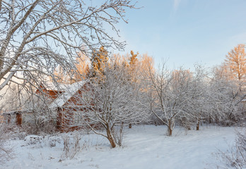 winter garden illuminated by the sun in the morning