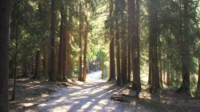 A forest landscape in spring in Austria, Seefeld.
