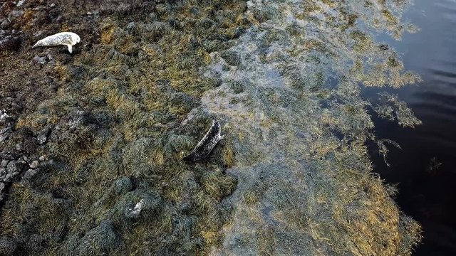 Aerial view of seal colony in Scotland - UK