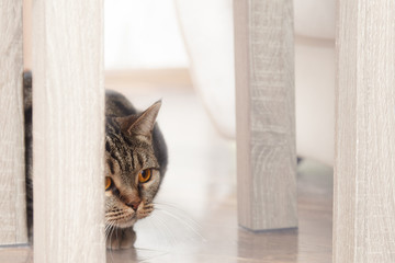British Short hair Breed cat with bright yellow eyes peeks from behind the chair, hunting for something. Tebby color, indoors. Cute cat at home, family pet. Copy space, close up.