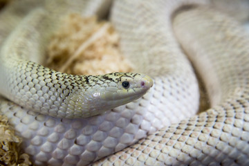 Close up of portrait danger beautiful snake.