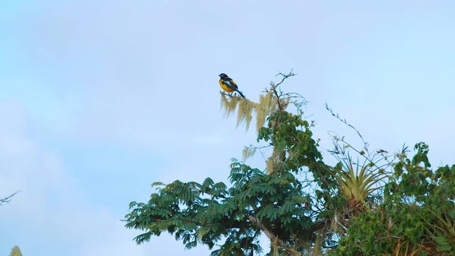 Venezuelan troupial bird perched high in tree in Curacao, Netherlands Antilles